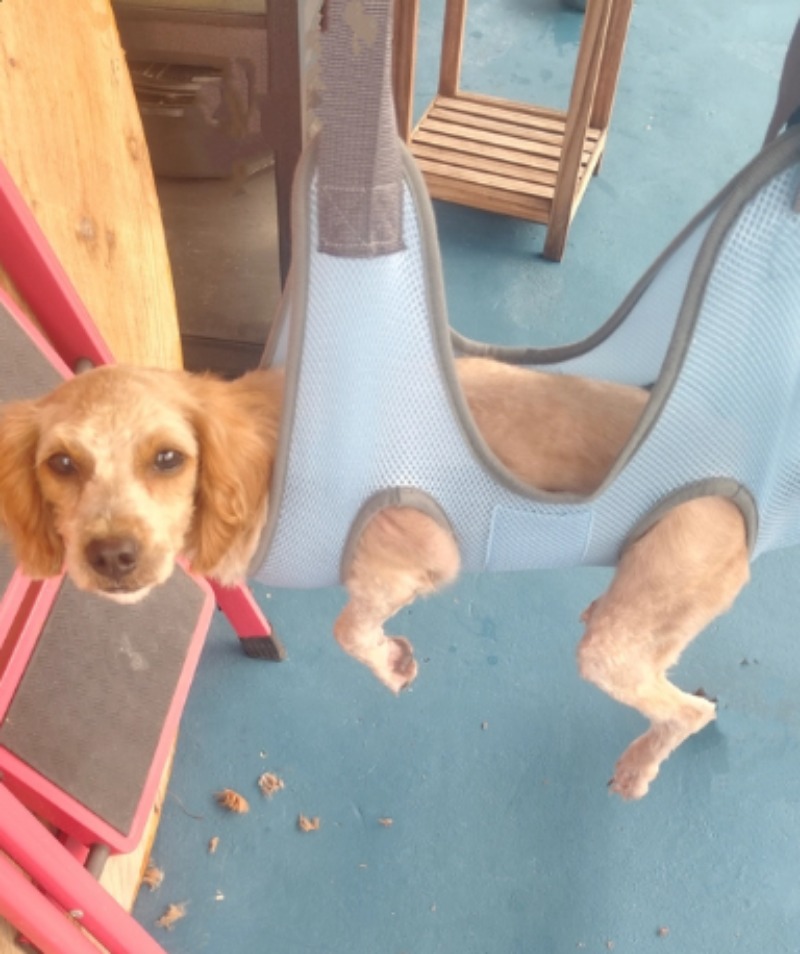 Hamak do pielęgnacji zwierząt, – Pet Grooming Hammock Sling Restraint recenzja i cena